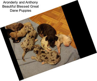 Aronderly and Anthony Beautiful Blessed Great Dane Puppies