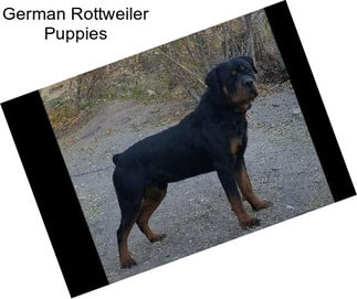 German Rottweiler Puppies