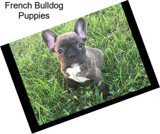 French Bulldog Puppies