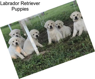 Labrador Retriever Puppies