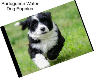 Portuguese Water Dog Puppies