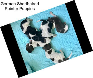 German Shorthaired Pointer Puppies