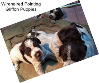 Wirehaired Pointing Griffon Puppies