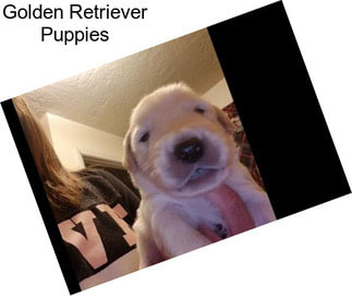 Golden Retriever Puppies