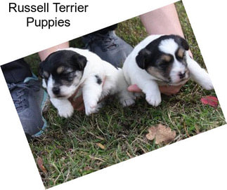 Russell Terrier Puppies