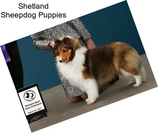 Shetland Sheepdog Puppies