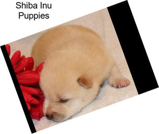 Shiba Inu Puppies