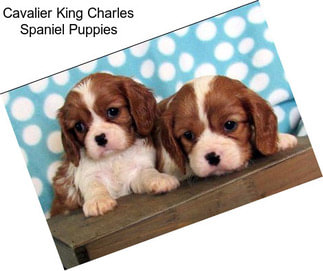 Cavalier King Charles Spaniel Puppies