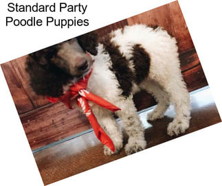 Standard Party Poodle Puppies