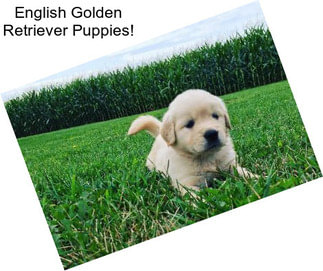 English Golden Retriever Puppies!