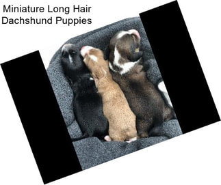 Miniature Long Hair Dachshund Puppies