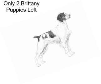 Only 2 Brittany Puppies Left