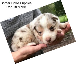 Border Collie Puppies Red Tri Merle