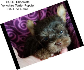 SOLD. Chocolate Yorkshire Terrier Puppie  CALL no e-mail