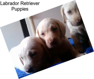 Labrador Retriever Puppies