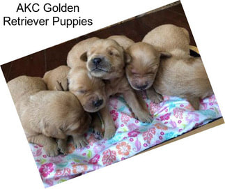 AKC Golden Retriever Puppies