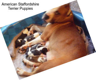 American Staffordshire Terrier Puppies