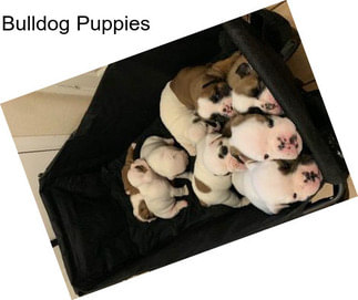 Bulldog Puppies