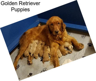 Golden Retriever Puppies