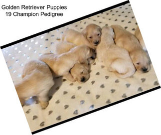 Golden Retriever Puppies 19 Champion Pedigree