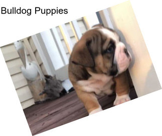 Bulldog Puppies