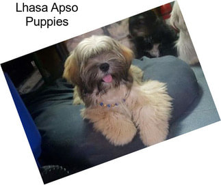 Lhasa Apso Puppies