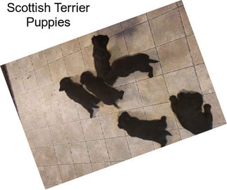 Scottish Terrier Puppies