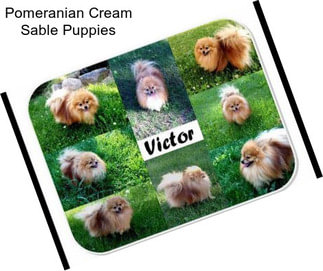 Pomeranian Cream Sable Puppies