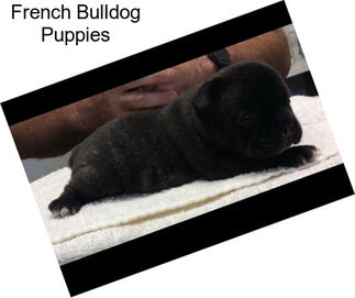 French Bulldog Puppies