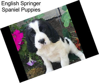 English Springer Spaniel Puppies