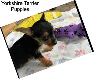 Yorkshire Terrier Puppies