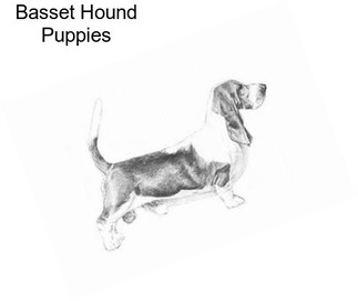 Basset Hound Puppies