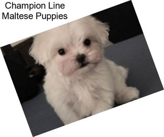 Champion Line Maltese Puppies