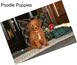 Poodle Puppies