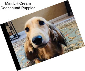 Mini LH Cream Dachshund Puppies