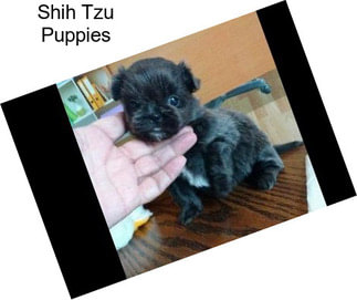 Shih Tzu Puppies