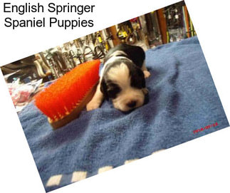 English Springer Spaniel Puppies