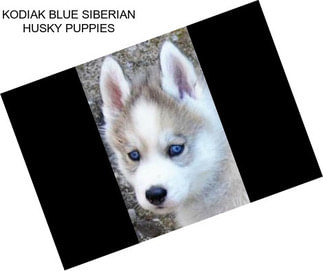 KODIAK BLUE SIBERIAN HUSKY PUPPIES