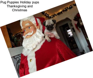 Pug Puppies Holiday pups Thanksgiving and Christmas