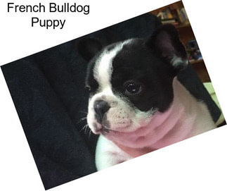 French Bulldog Puppy