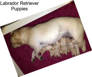 Labrador Retriever Puppies