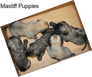 Mastiff Puppies