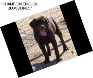 *CHAMPION ENGLISH BLOODLINES*