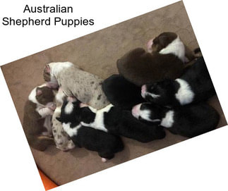 Australian Shepherd Puppies