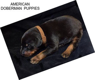 AMERICAN DOBERMAN  PUPPIES