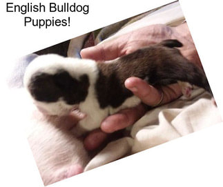 English Bulldog Puppies!