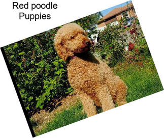 Red poodle Puppies