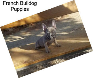 French Bulldog Puppies