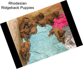 Rhodesian Ridgeback Puppies