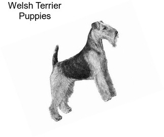 Welsh Terrier Puppies